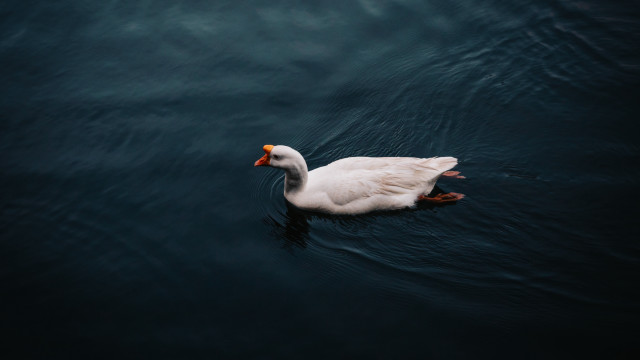 White duck floating red beak free wallpaper for desktop - medium preview image