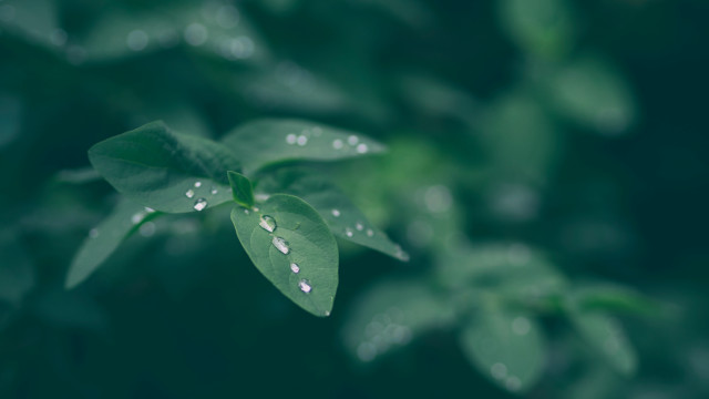 Green leaf water droplets bokeh #4 free wallpaper for desktop - medium preview image