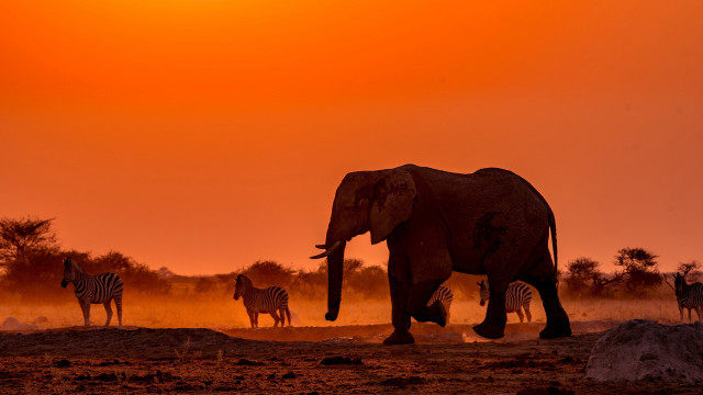 Zebras elephant sunset red sky free wallpaper for desktop - medium preview image