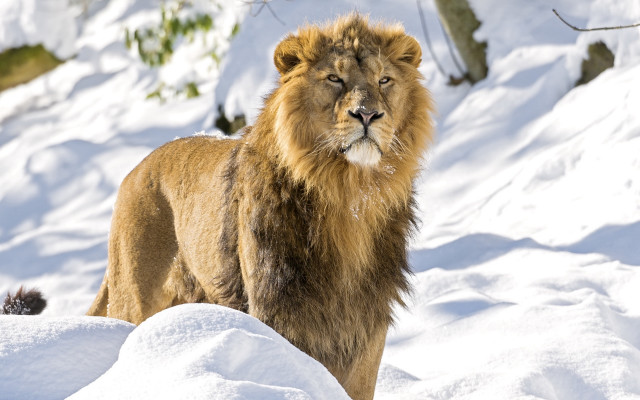 Lion snowy wildlife portrait nature free wallpaper for desktop - medium preview image