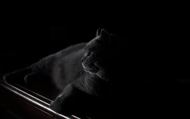 Cat wooden box dark chiaroscuro free wallpaper for desktop - medium preview image