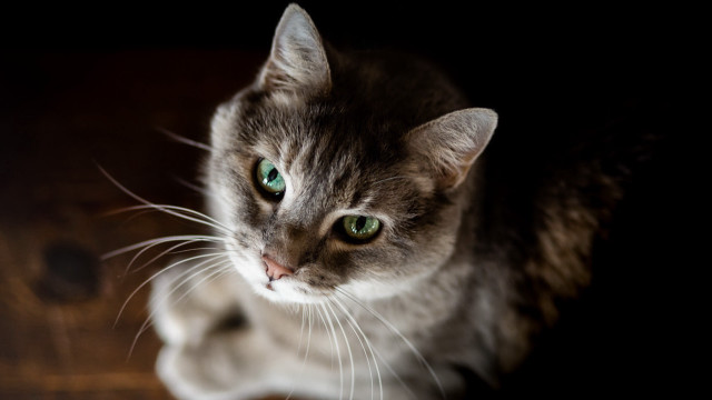 Black cat green eyes on free wallpaper for desktop - medium preview image