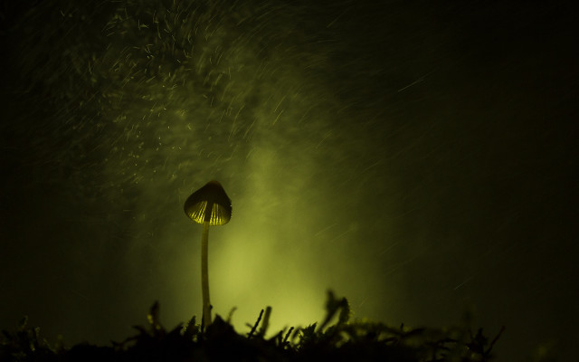 Flower green light night bioluminescence free wallpaper for desktop - medium preview image