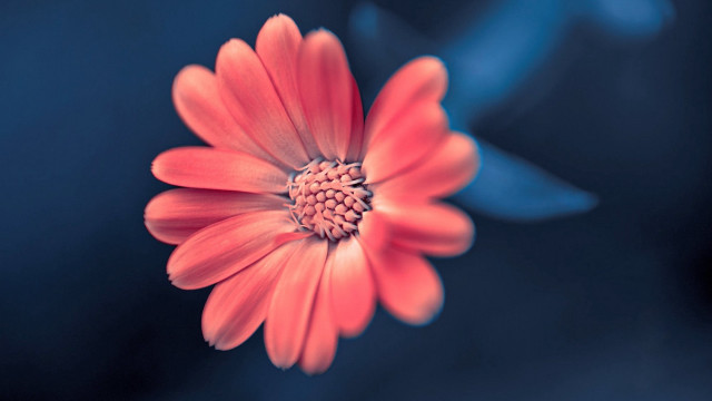 Red flower blue background macro #2 free wallpaper for desktop - medium preview image
