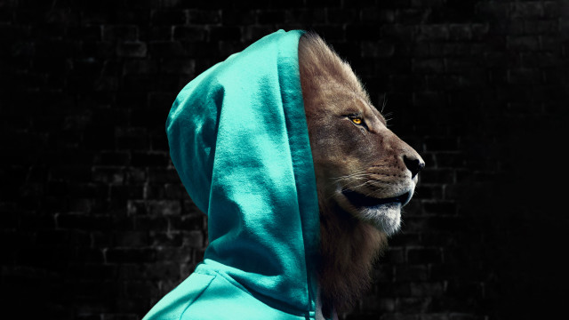 Lion blue hoodie brickwall lycoart free wallpaper for desktop - medium preview image