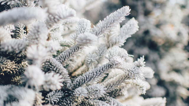 White needles snow blurred branches free wallpaper for desktop - medium preview image
