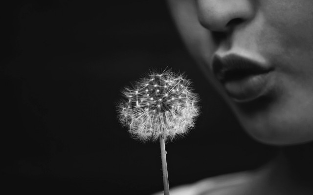 Woman blowing dandelion blackwhite portrait free wallpaper for desktop - medium preview image