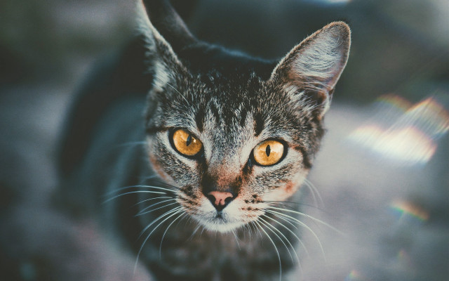 Cat yellow eyes symmetrical depth free wallpaper for desktop - medium preview image