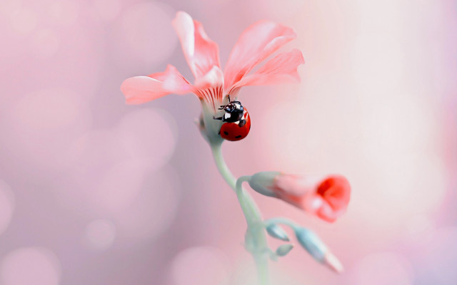Ladybug pinkflower pinkbackground macro blurry free wallpaper for desktop - medium preview image
