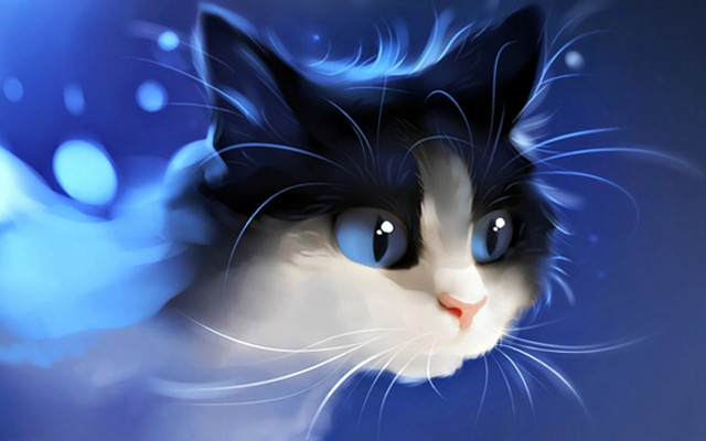 Cat blue eyes white face #2 free wallpaper for desktop - medium preview image