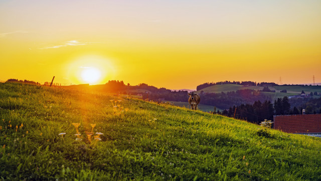 Sunset hill walker houses forest free wallpaper for desktop - medium preview image