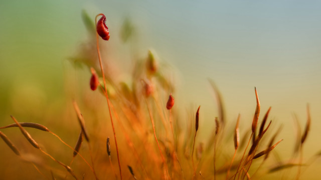 Plant blurry background macro sunset free wallpaper for desktop - medium preview image