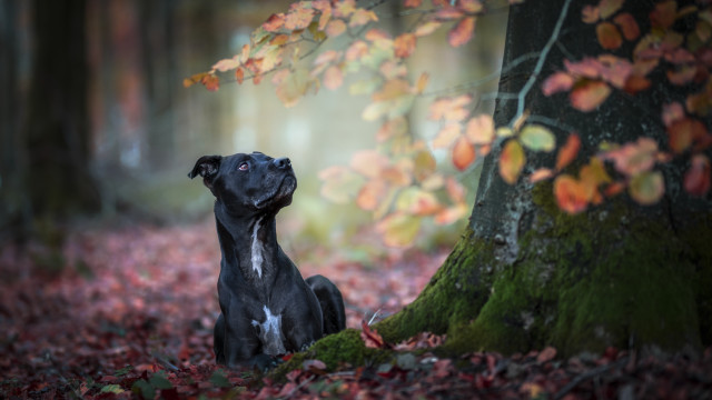 Dog leaves forest head closed free wallpaper for desktop - medium preview image