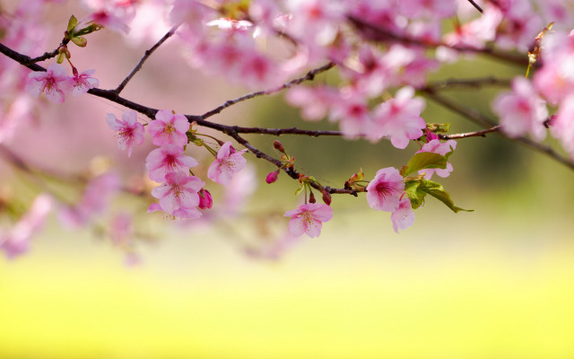 Pink flowers branch field blurry free wallpaper for desktop - medium preview image