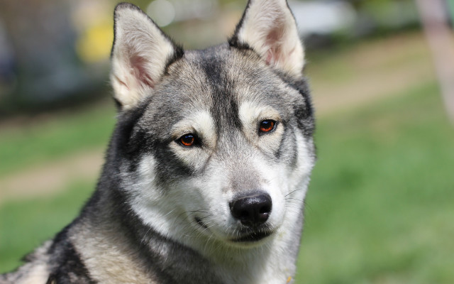 Shiba inu dog grass blurry free wallpaper for desktop - medium preview image