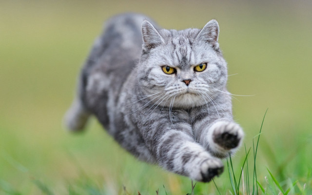 Cat running grass green background free wallpaper for desktop - medium preview image