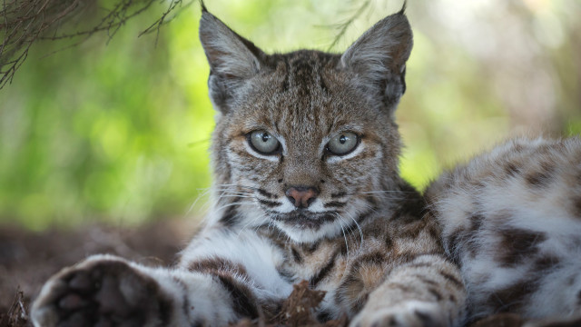 Small cat blue eyes grass free wallpaper for desktop - medium preview image