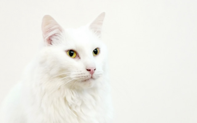 White cat green eyes rococo #2 free wallpaper for desktop - medium preview image