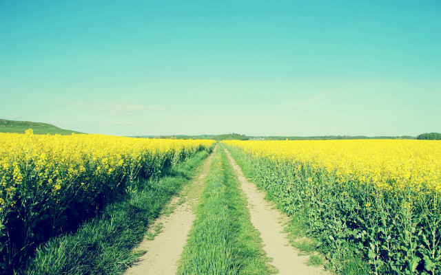 Dirt road yellow flowers blue free wallpaper for desktop - medium preview image