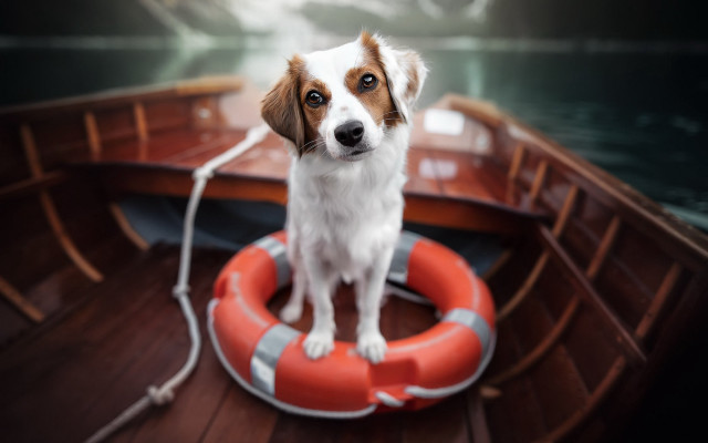 Dog preserver boat shiba inu free wallpaper for desktop - medium preview image