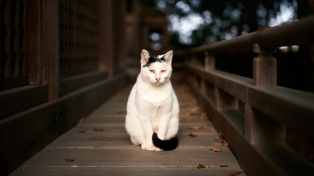 White black cat wooden walkway free wallpaper for desktop - medium preview image