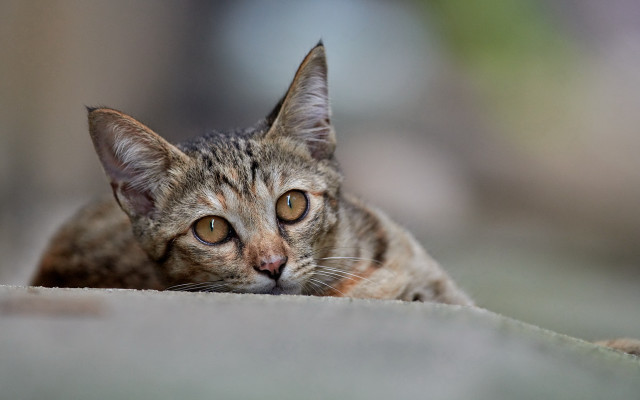 Sad cat laying blurry background free wallpaper for desktop - medium preview image