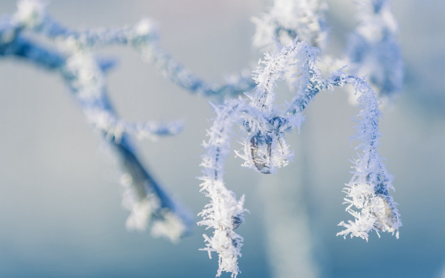 Snowy plant macro blue sky free wallpaper for desktop - medium preview image
