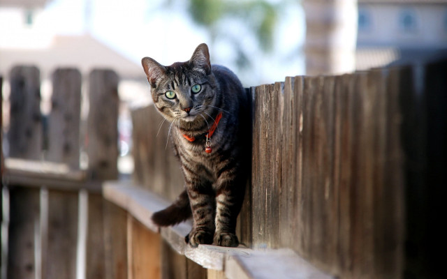 Serious cat on fence carlos free wallpaper for desktop - medium preview image