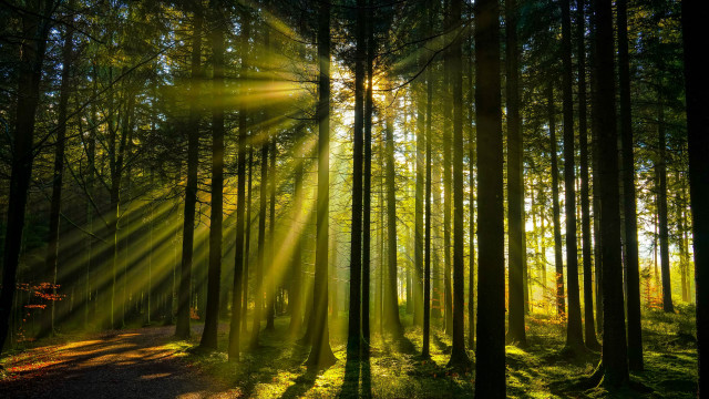 Sunbeam forest path light rays free wallpaper for desktop - medium preview image