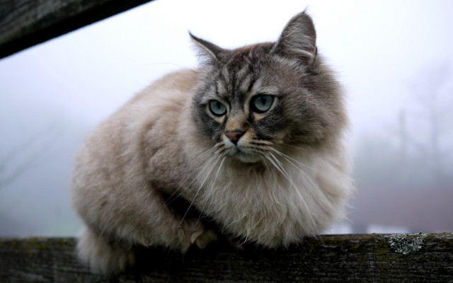 Blue eyed cat fence post free wallpaper for desktop - medium preview image