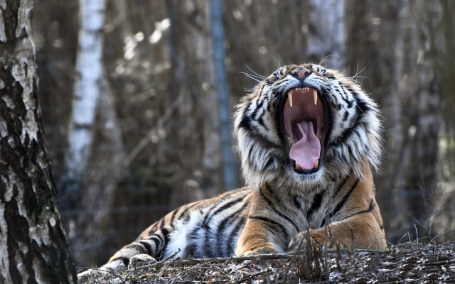 Tiger yawning woods mouthexpanded wildlife free wallpaper for desktop - medium preview image