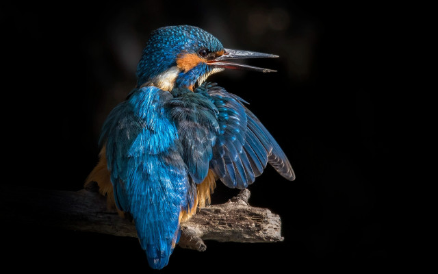 Blue yellow bird branch wings free wallpaper for desktop - medium preview image