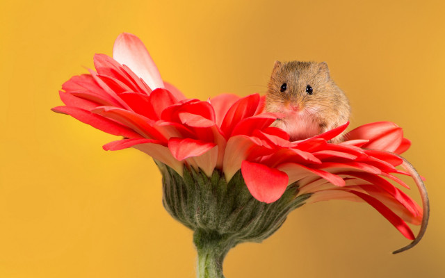 Rodent red flower yellow background free wallpaper for desktop - medium preview image