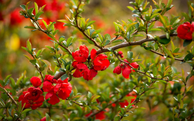 Red flower bush green leaves free wallpaper for desktop - medium preview image