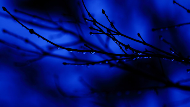Tree branch water drops night #2 free wallpaper for desktop - medium preview image