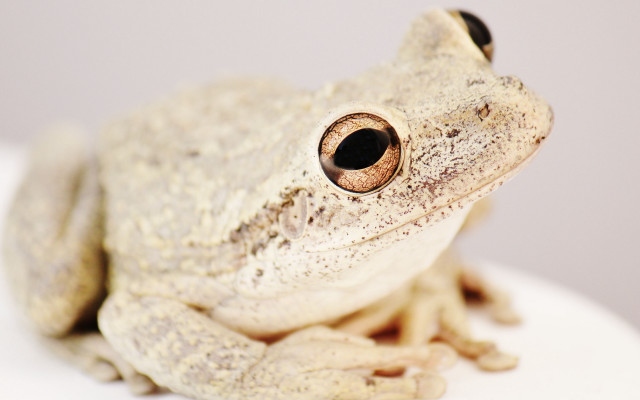 White frog black eye macro free wallpaper for desktop - medium preview image