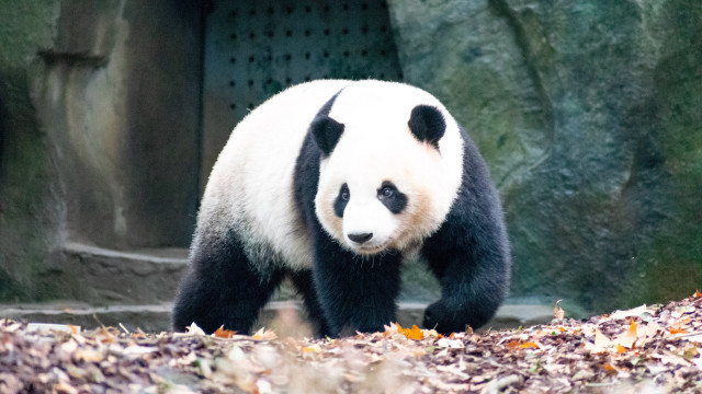 Panda zoo leaves rocks tilt free wallpaper for desktop - medium preview image