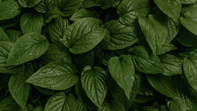 Green leaf plant 3d render free wallpaper for desktop - medium preview image