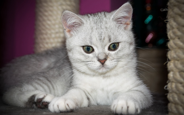 White kitten carpet rope christmas free wallpaper for desktop - medium preview image