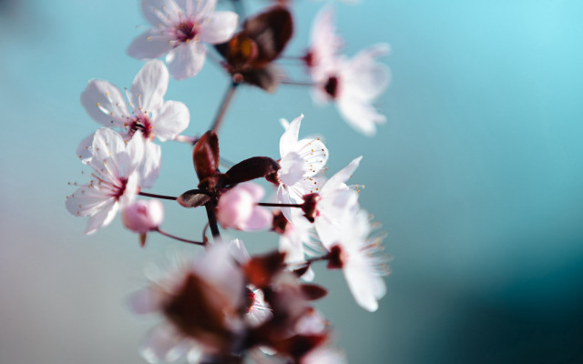 Flower butterfly cherry blossoms shallow free wallpaper for desktop - medium preview image