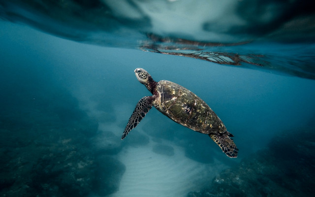 Turtle ocean bubbles underwater fish free wallpaper for desktop - medium preview image