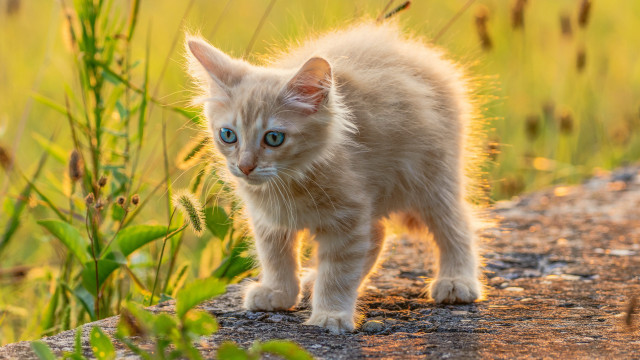 Kitten dirt road field blurry free wallpaper for desktop - medium preview image