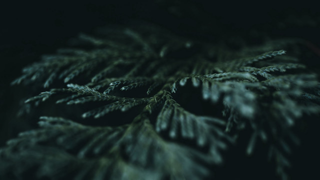 Pine branch night blurry forest free wallpaper for desktop - medium preview image