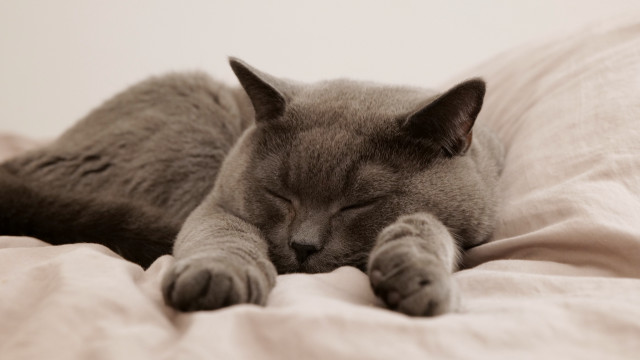 Cat sleeping bed pillow dream free wallpaper for desktop - medium preview image