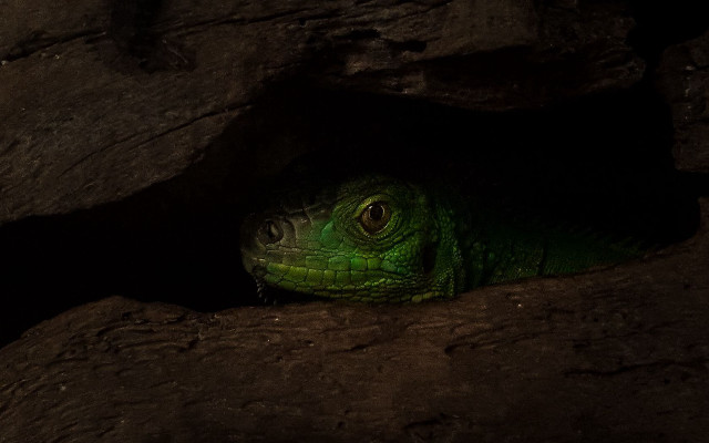 Green lizard cave macro animal free wallpaper for desktop - medium preview image