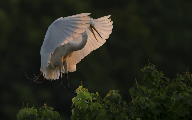 White bird spread wings branch free wallpaper for desktop - medium preview image