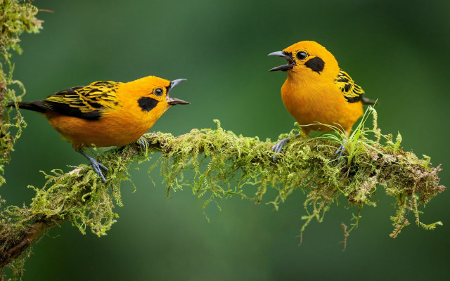 Two yellow birds open beaks free wallpaper for desktop - medium preview image