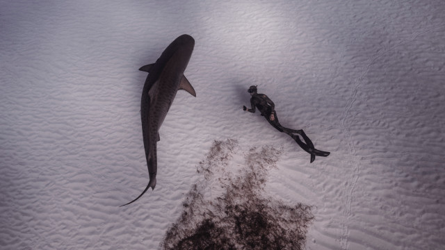 Shark man snow dead knife free wallpaper for desktop - medium preview image