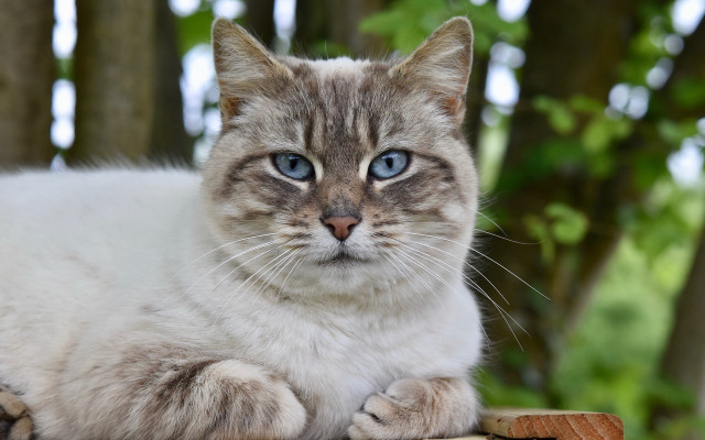 Cat blue eyes wooden bench free wallpaper for desktop - medium preview image