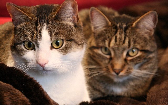 Cats blanket together focus blurry free wallpaper for desktop - medium preview image